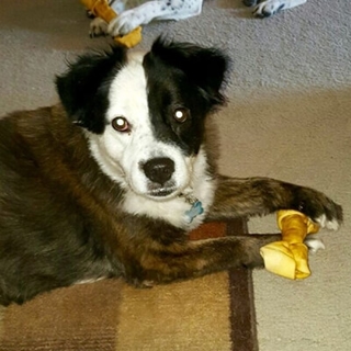 brown and white dog with a bone between its paws
